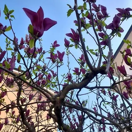 Lägenhet Casa Magnolia, Tranquilla E Centrale *